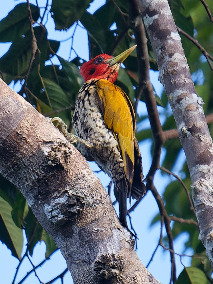 Red-headed Flameback - BY Tan