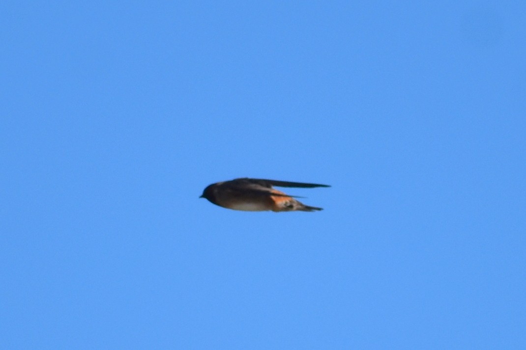 Cave Swallow - ML616921878