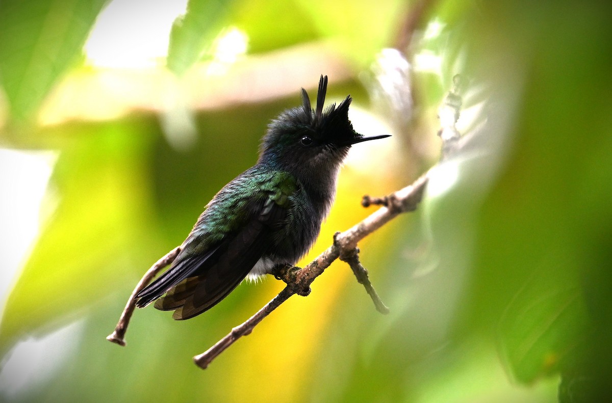Antillean Crested Hummingbird - Wayne Wauligman
