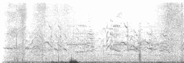 Royal Tern - ML616922029