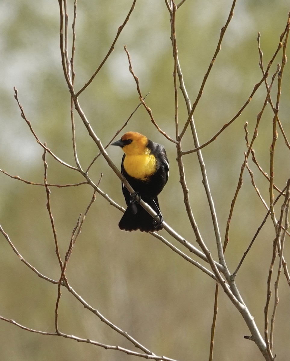 Yellow-headed Blackbird - ML616922060