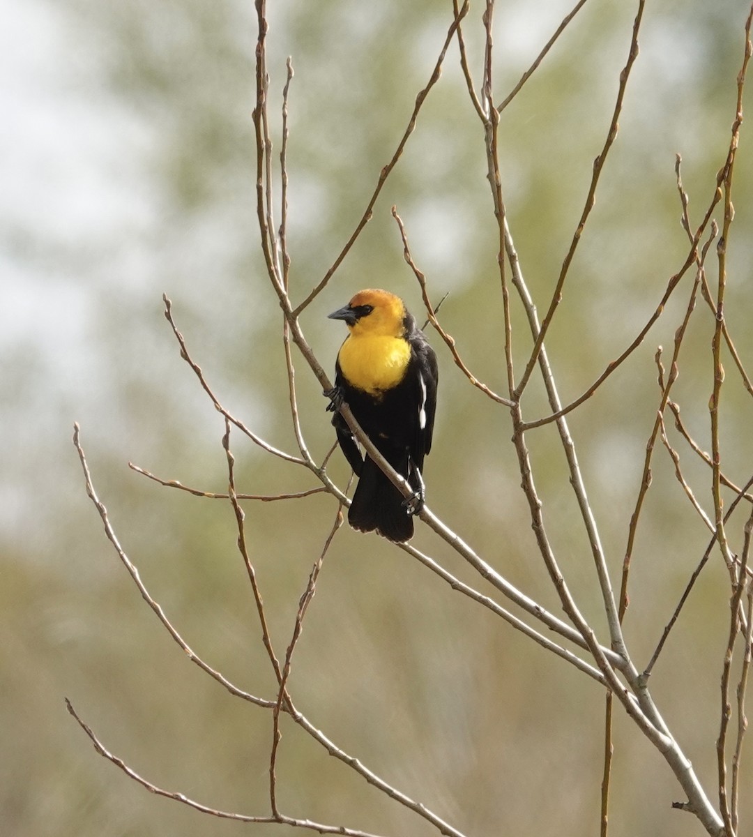 Yellow-headed Blackbird - ML616922061