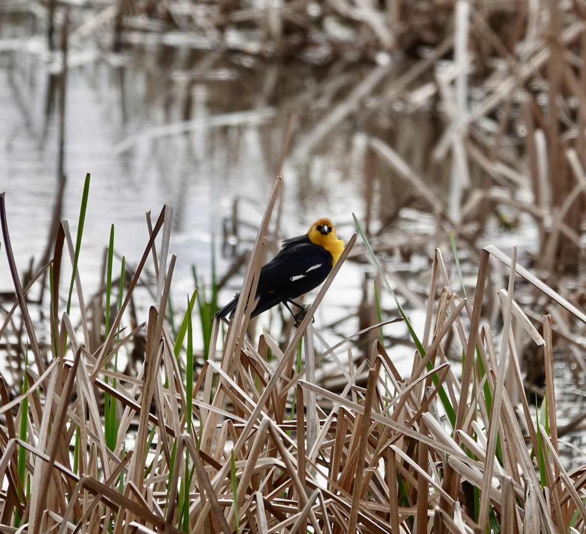 Yellow-headed Blackbird - ML616922062