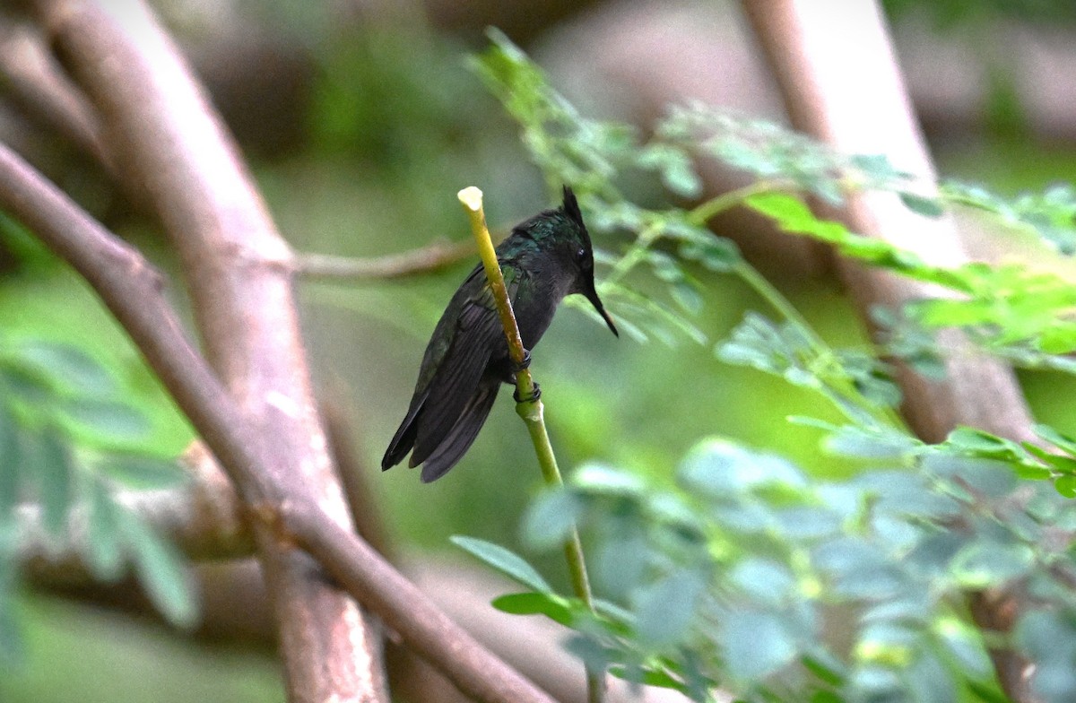 Antillean Crested Hummingbird - ML616922089