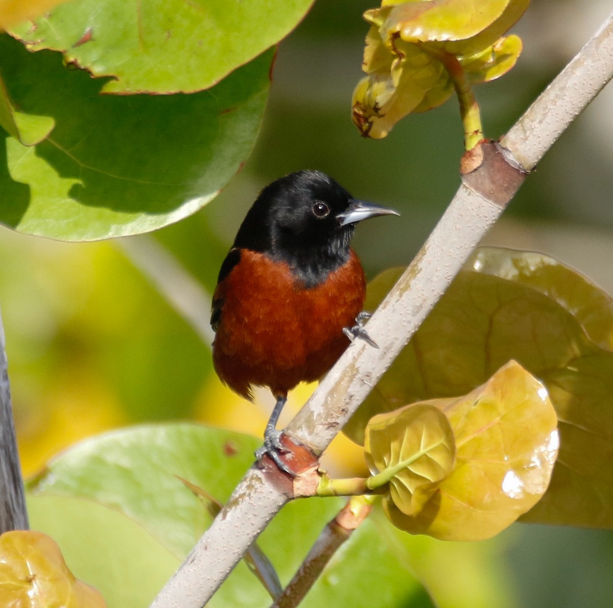 Orchard Oriole - ML616922112