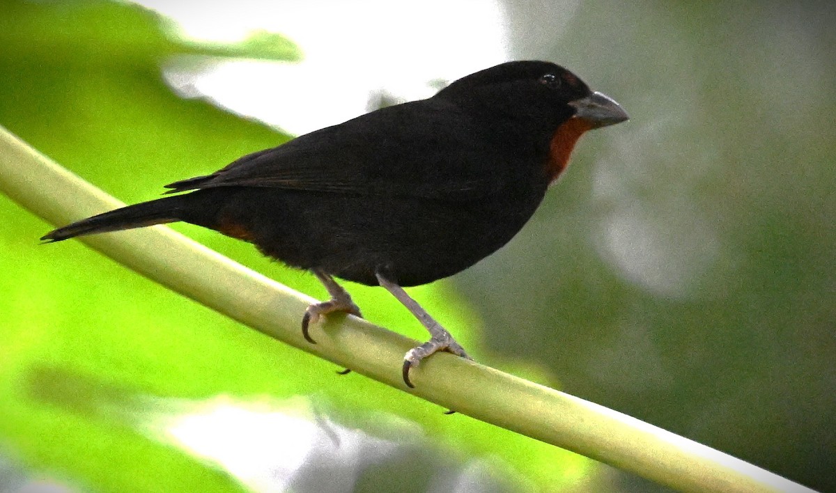 Lesser Antillean Bullfinch - Wayne Wauligman