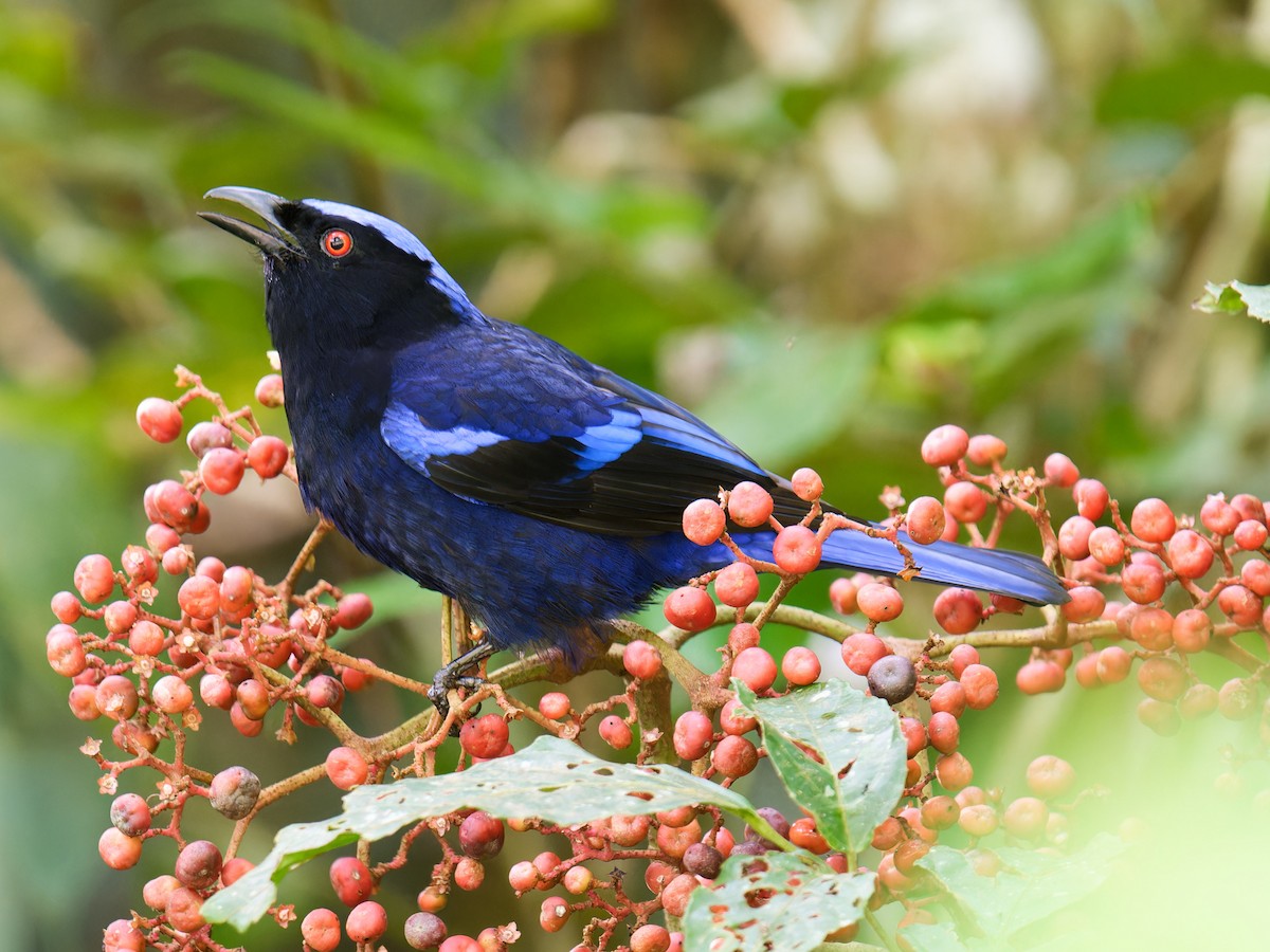 Philippine Fairy-bluebird - ML616922131