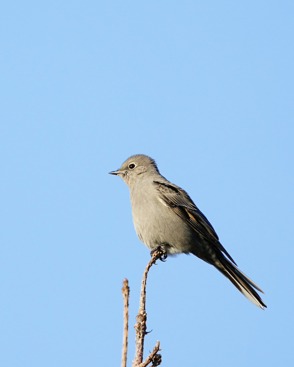 Townsend's Solitaire - ML616922146