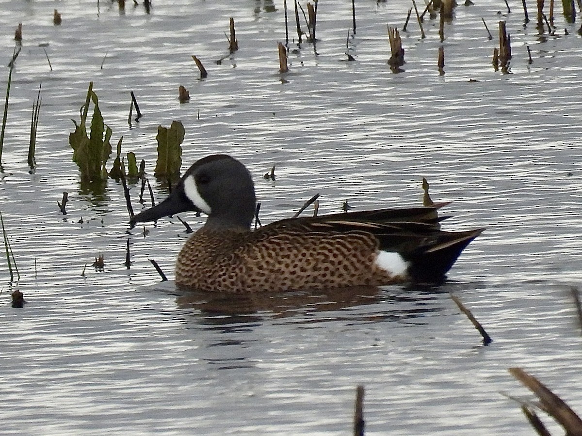 Blue-winged Teal - ML616922149