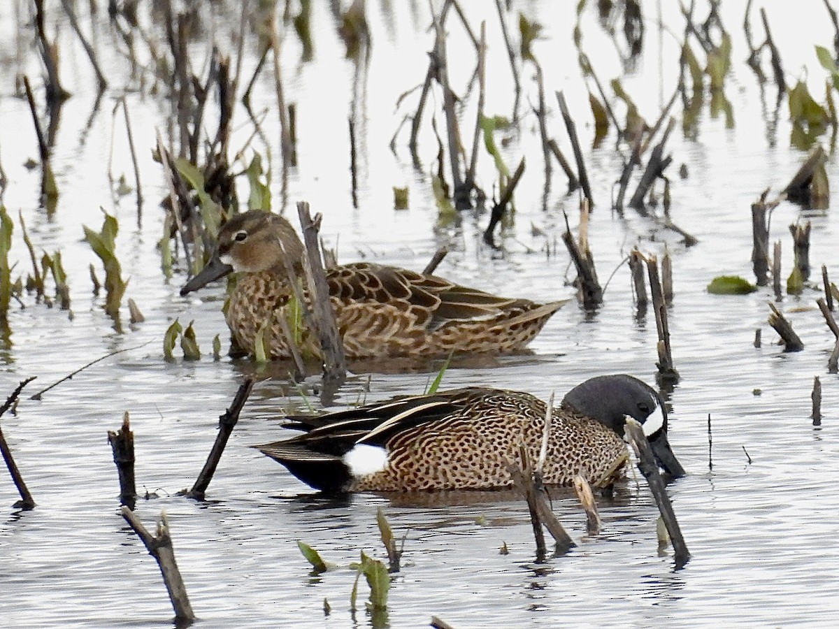 Blue-winged Teal - ML616922150