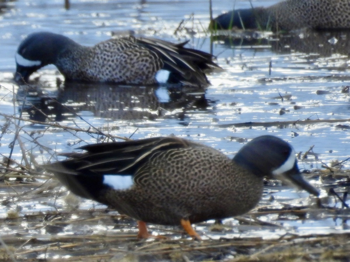 Blue-winged Teal - ML616922151