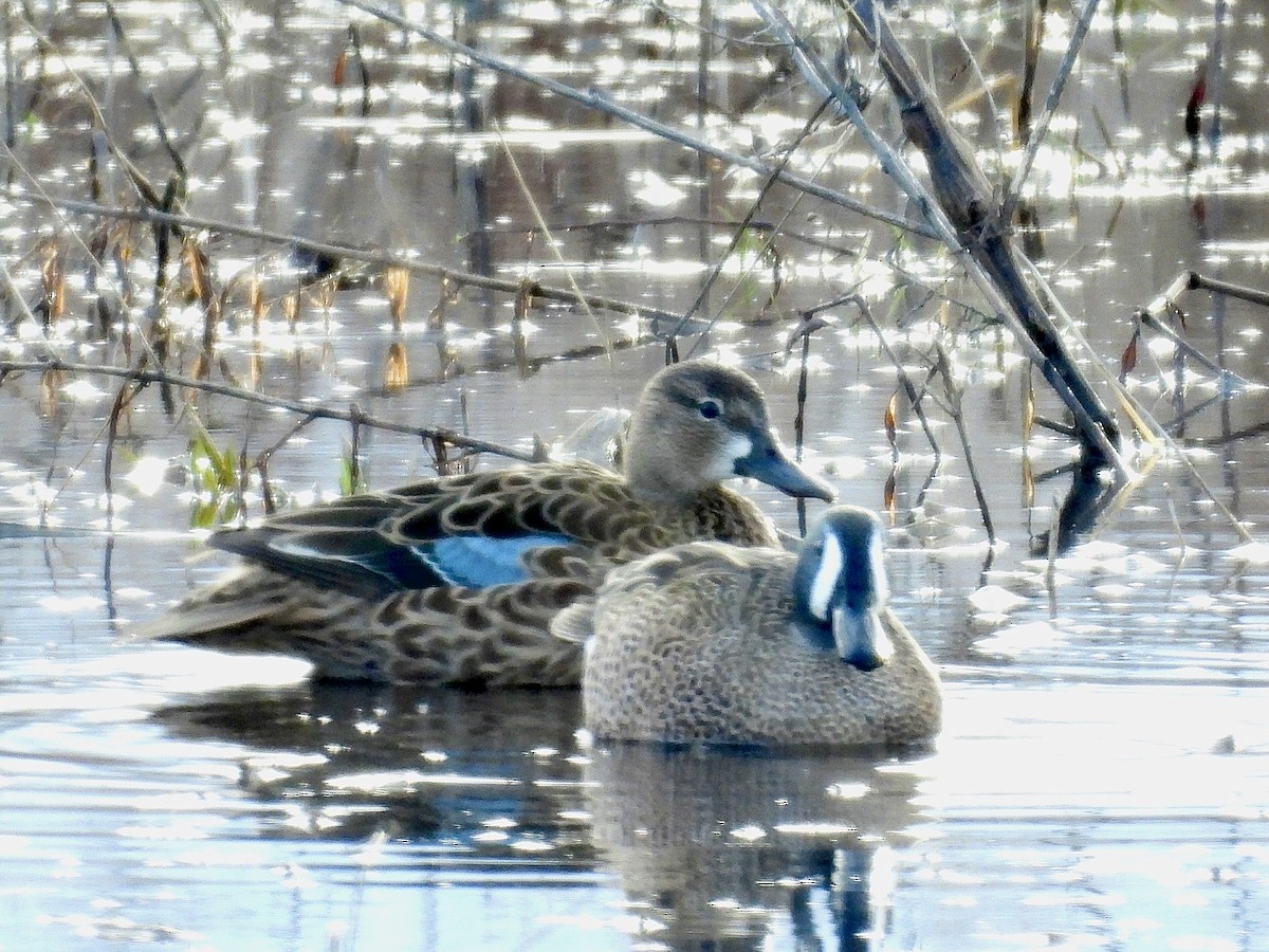 Blue-winged Teal - ML616922153