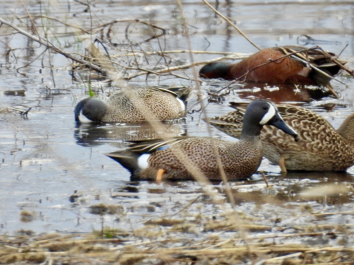 Blue-winged Teal - ML616922155