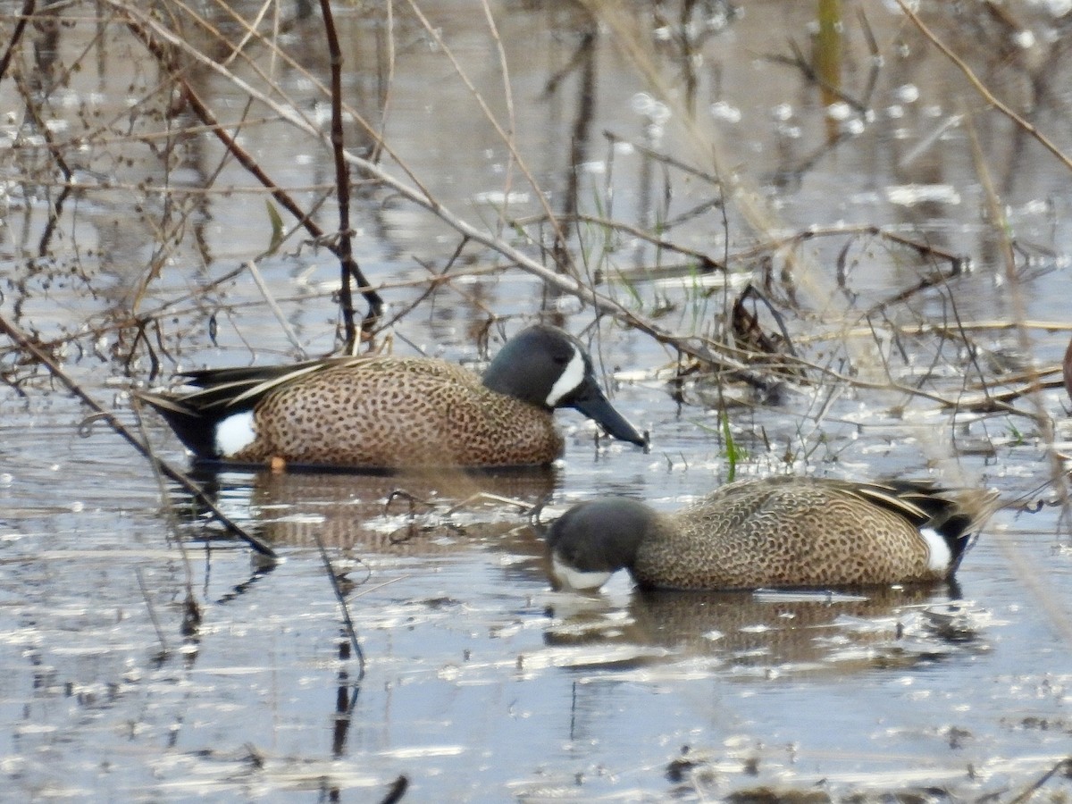 Blue-winged Teal - ML616922156