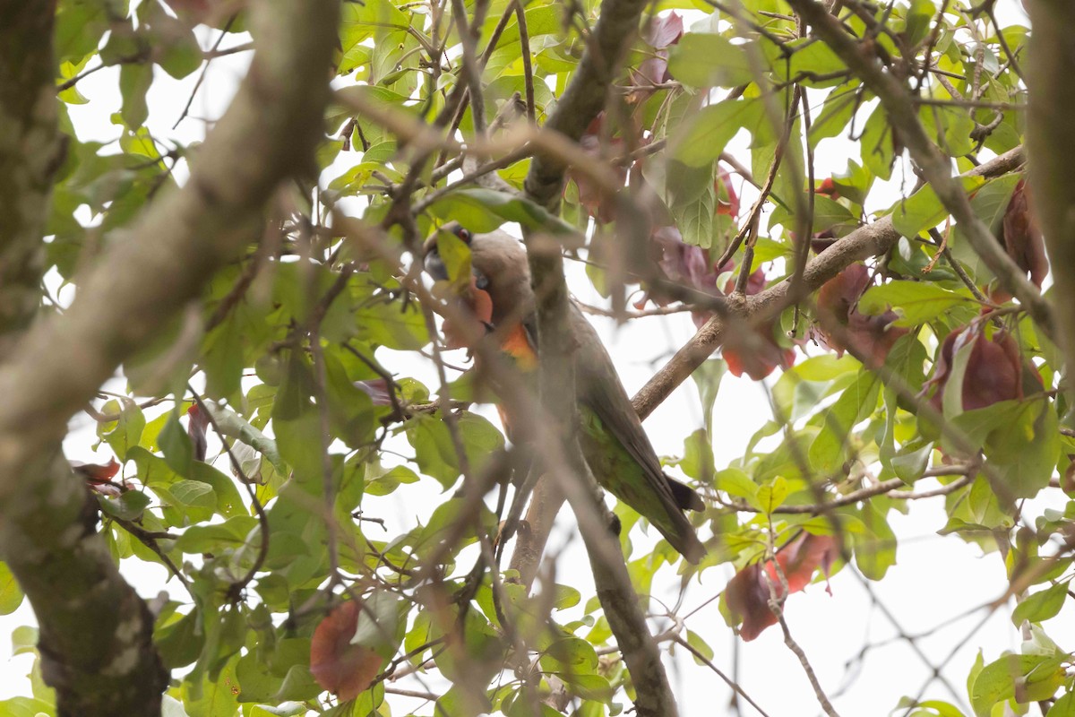Kırmızı Karınlı Senegal Papağanı - ML616922184
