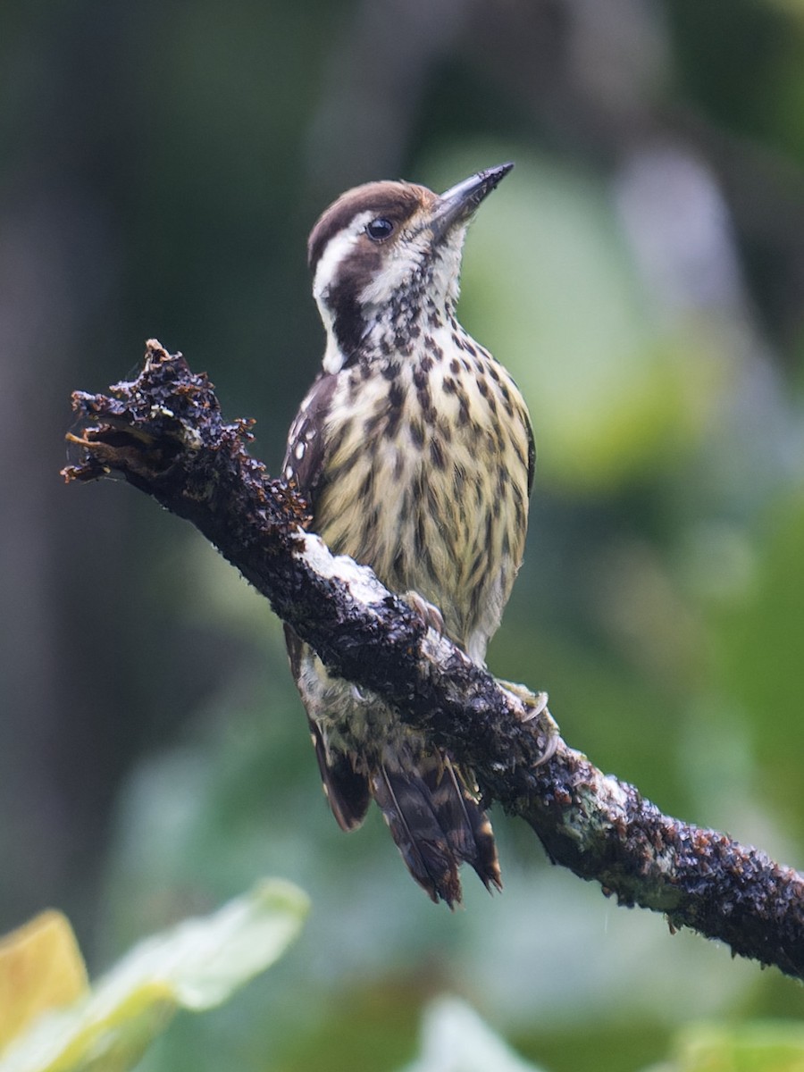 Philippine Pygmy Woodpecker - ML616922199