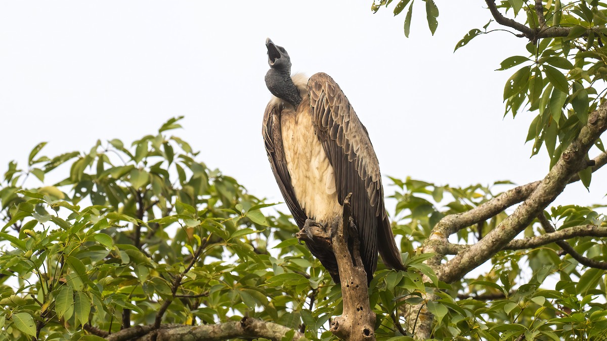 Slender-billed Vulture - ML616922208