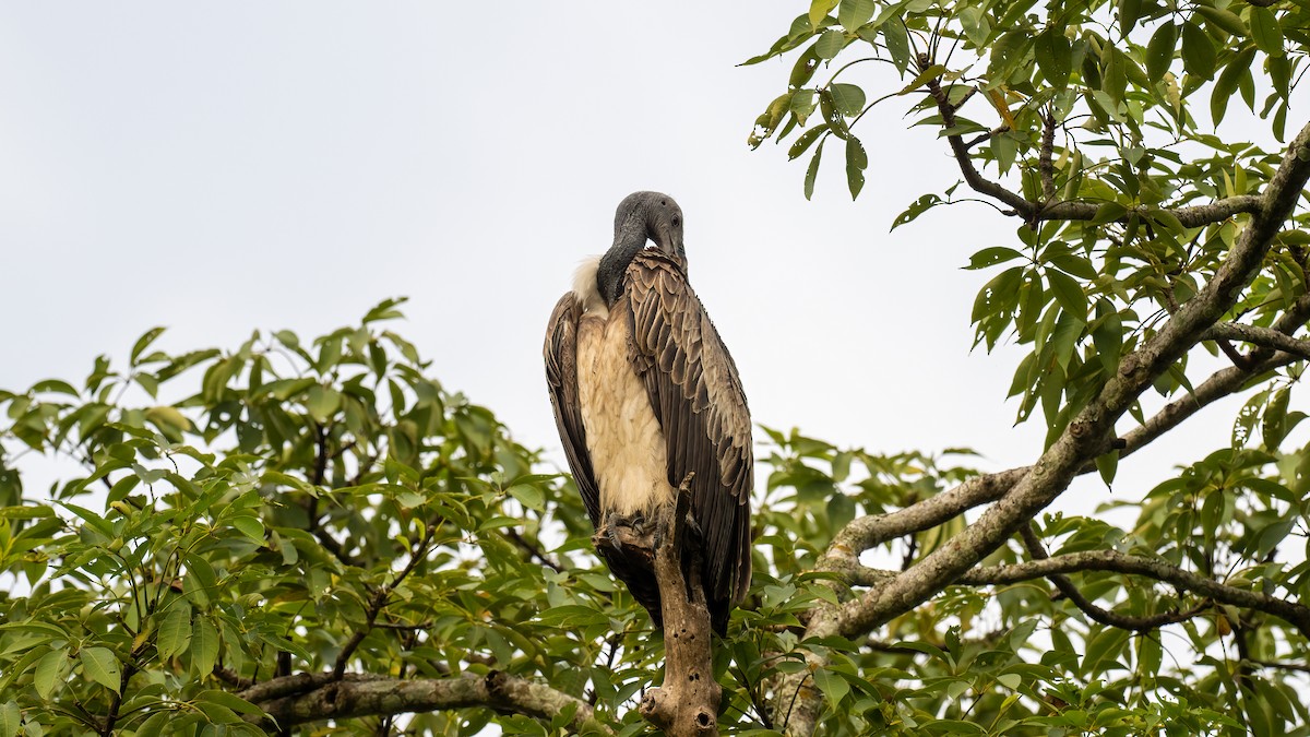 Slender-billed Vulture - ML616922209