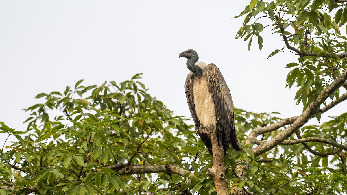 Slender-billed Vulture - ML616922210