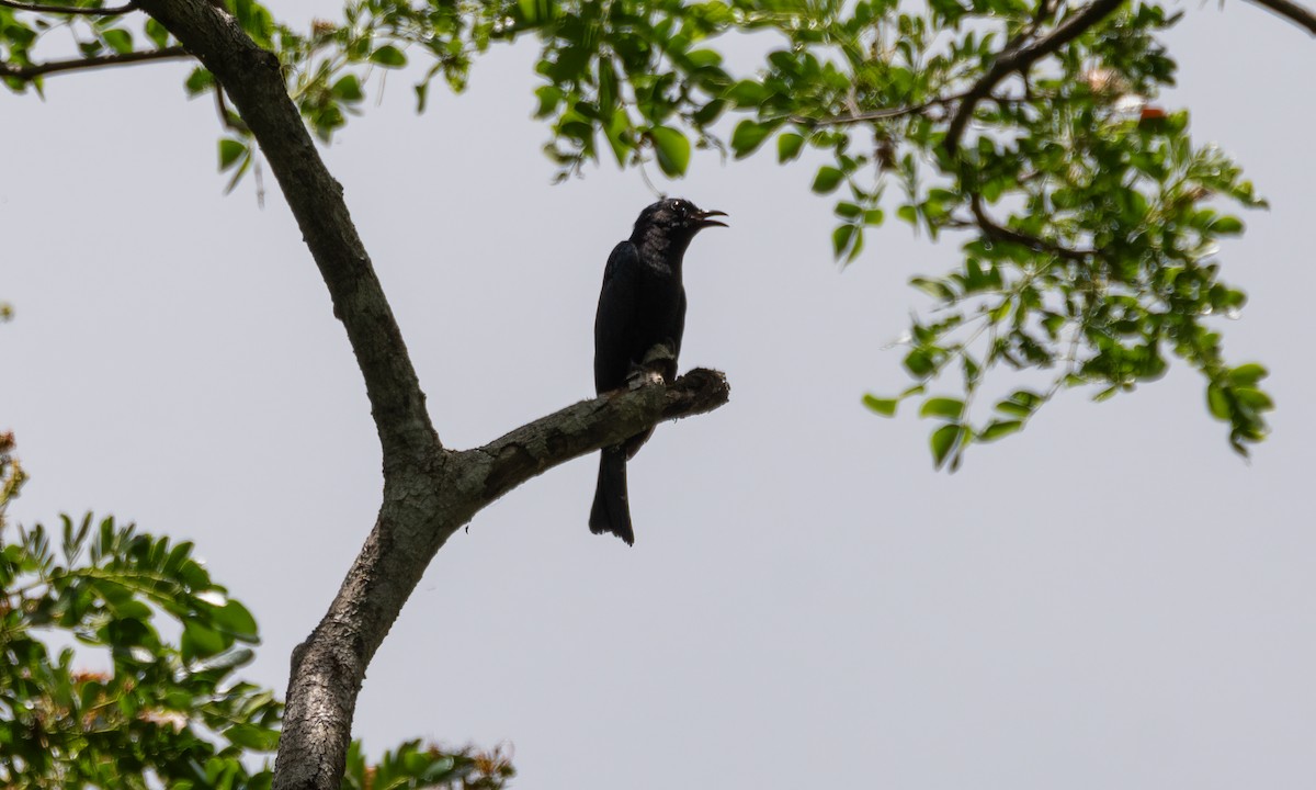 Square-tailed Drongo-Cuckoo - ML616922289