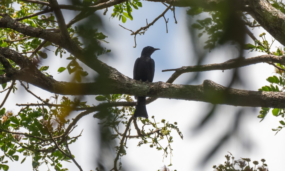 Square-tailed Drongo-Cuckoo - ML616922290