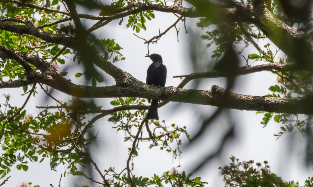 Square-tailed Drongo-Cuckoo - ML616922291
