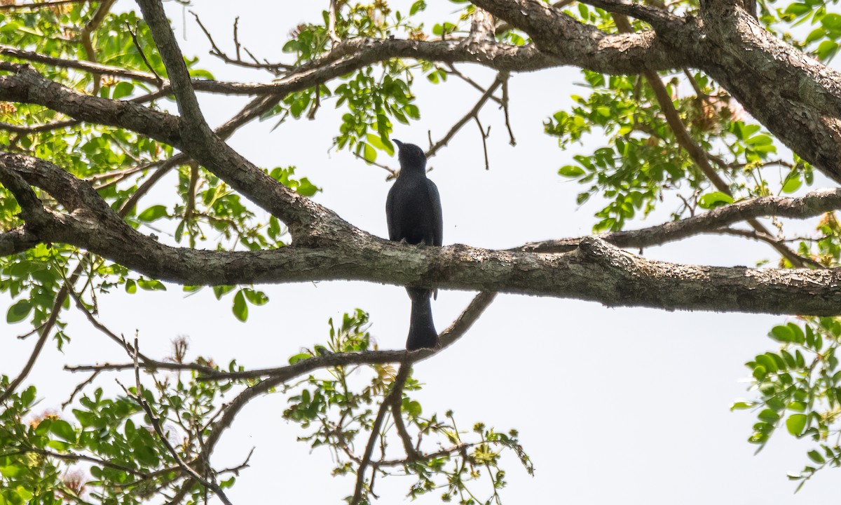 Square-tailed Drongo-Cuckoo - ML616922292