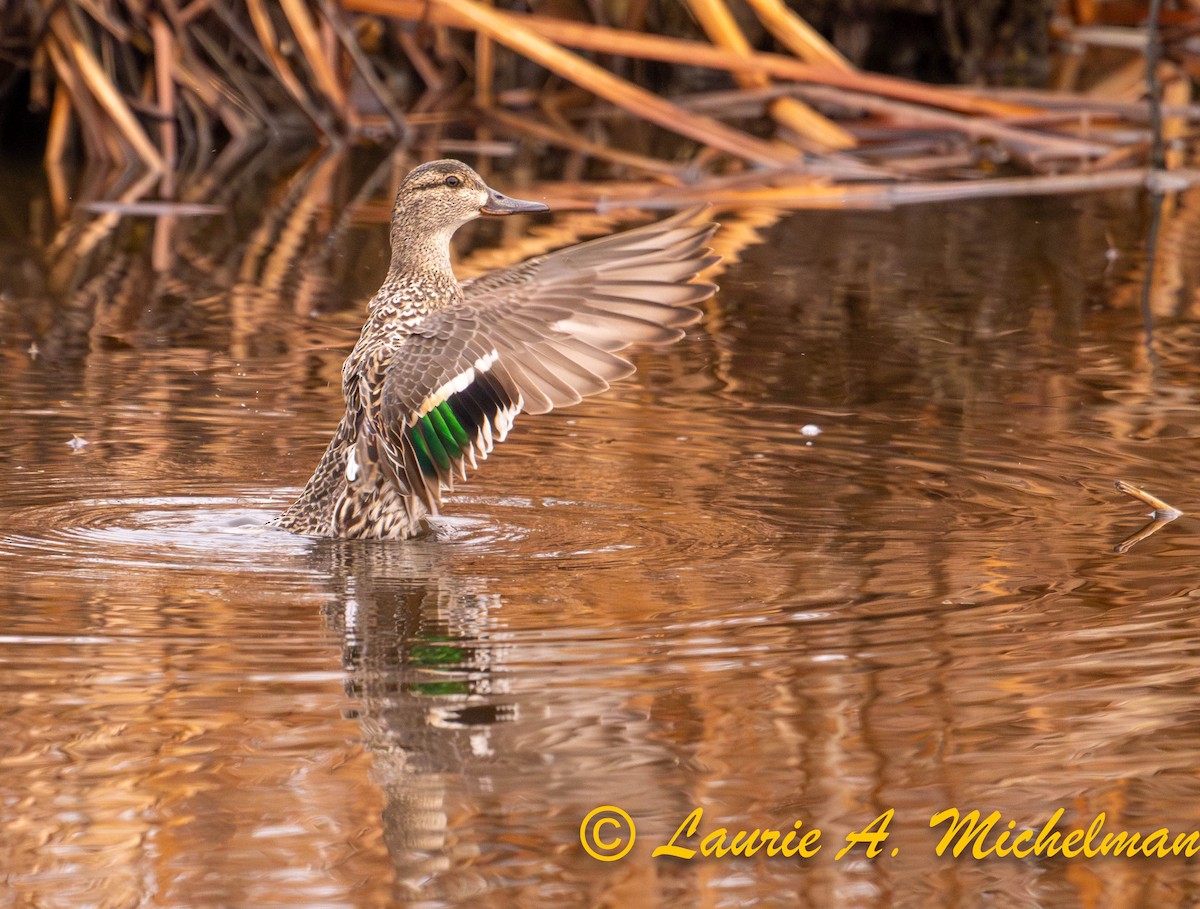 Green-winged Teal - ML616922329