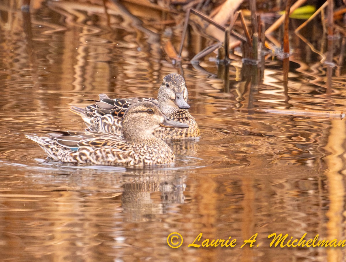 Green-winged Teal - ML616922330