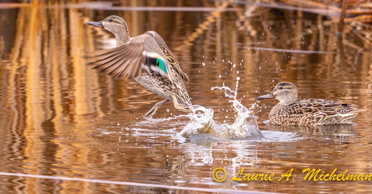 Green-winged Teal - ML616922331