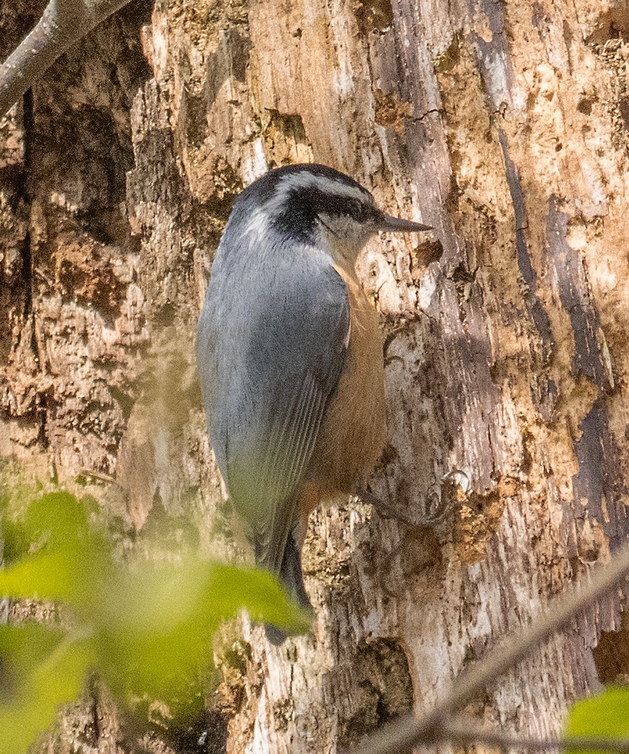 Red-breasted Nuthatch - ML616922346