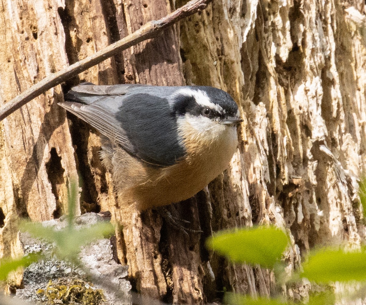 Red-breasted Nuthatch - ML616922347