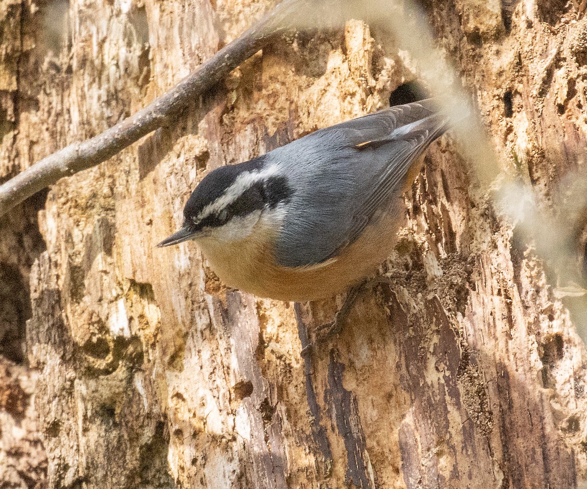 Red-breasted Nuthatch - ML616922348