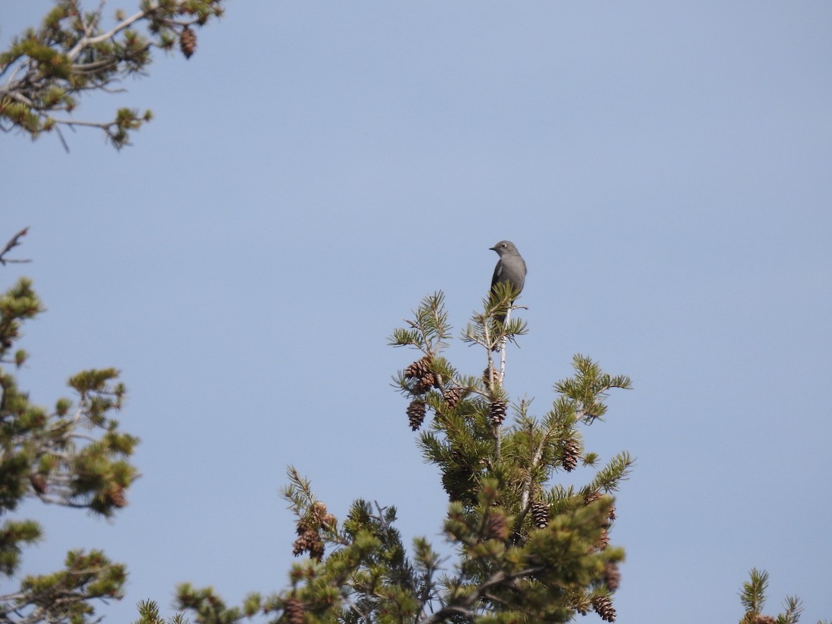 Townsend's Solitaire - ML616922449