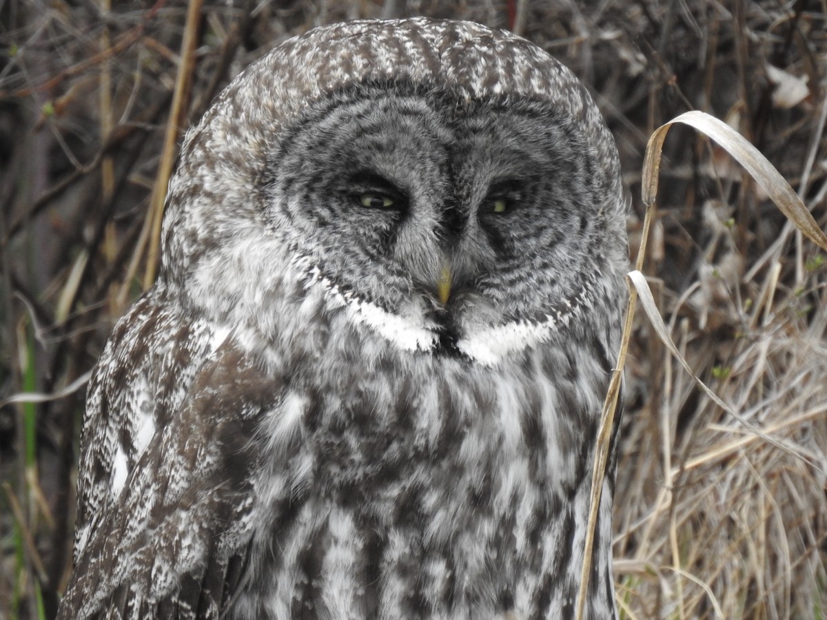 Great Gray Owl - ML616922512