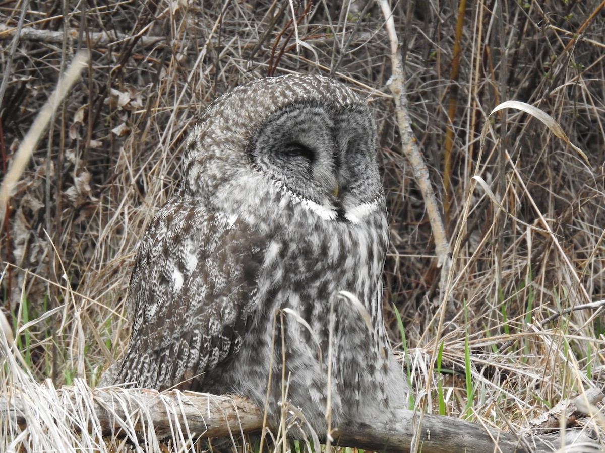 Great Gray Owl - ML616922514