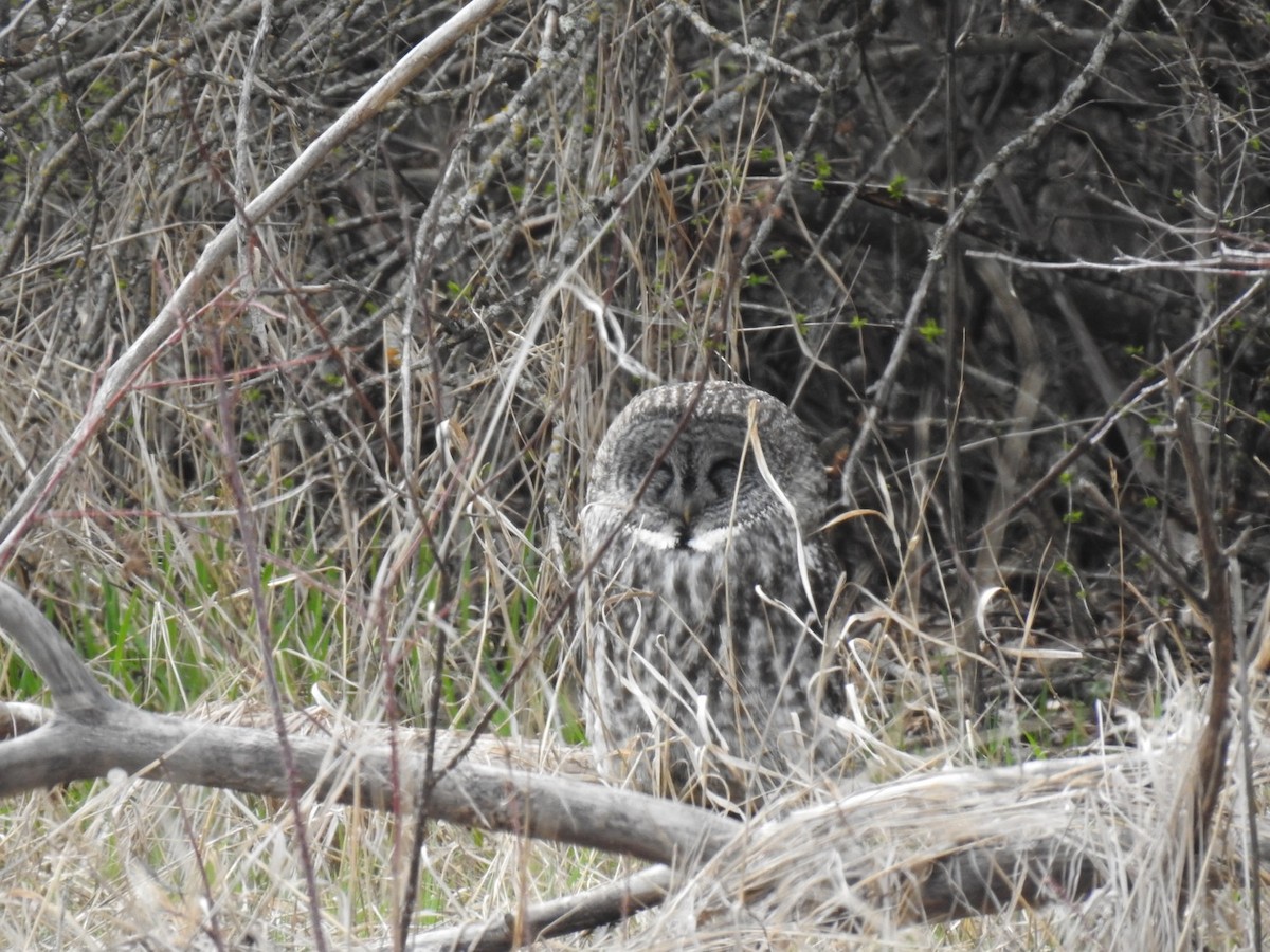 Great Gray Owl - ML616922517