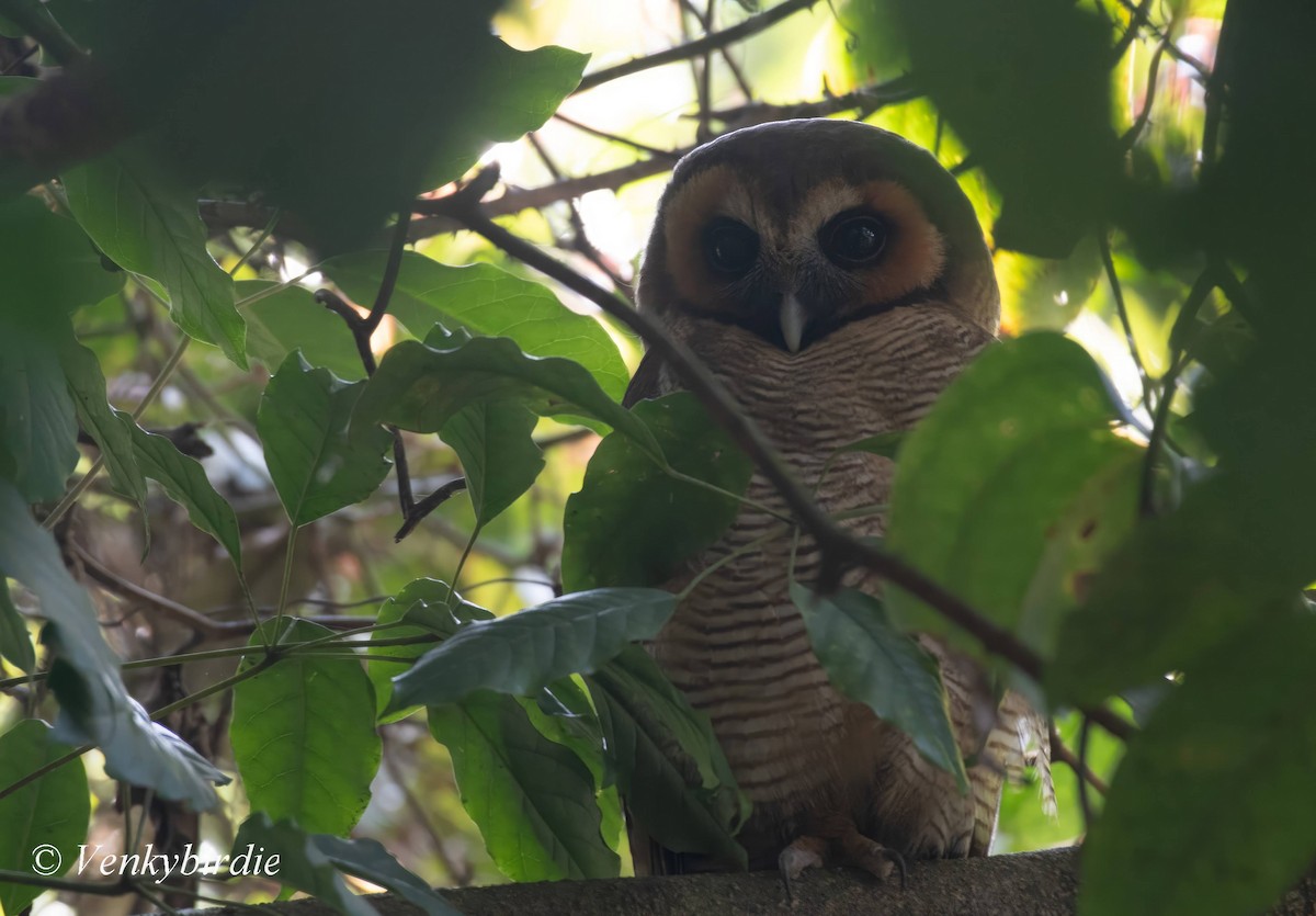 Brown Wood-Owl - ML616922549