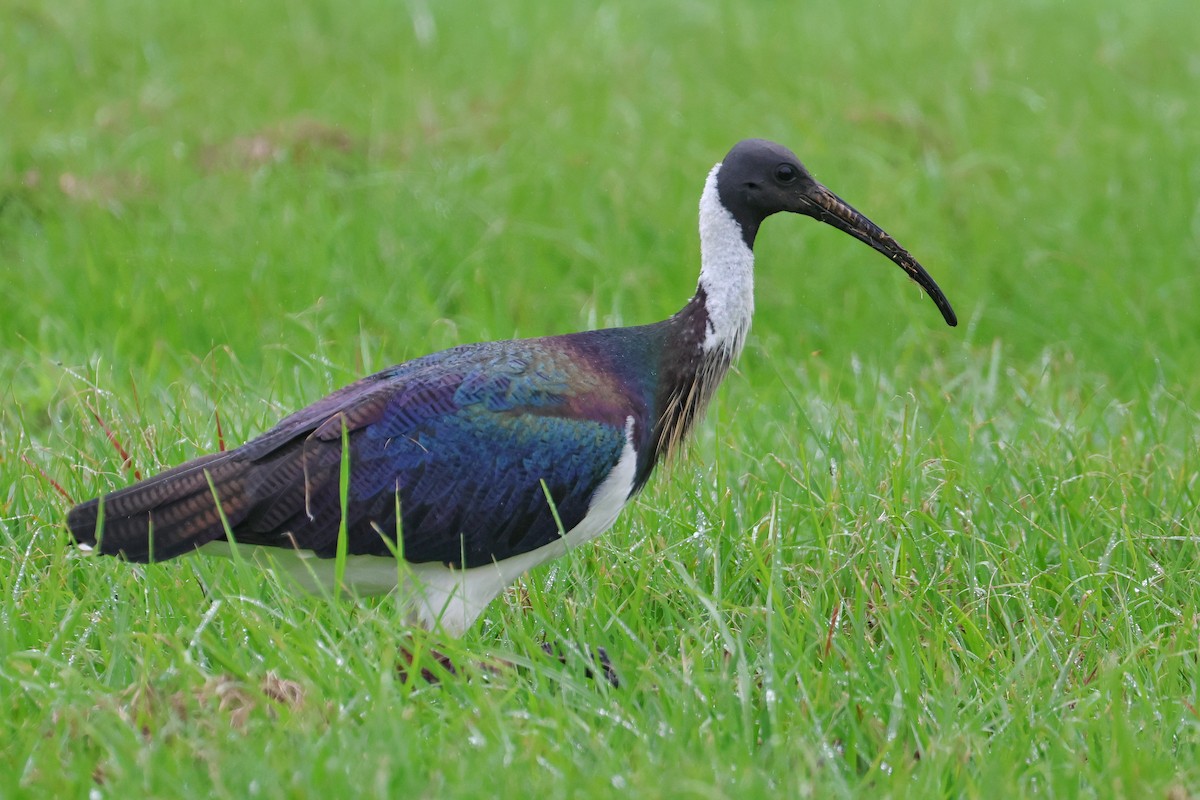 ibis slámokrký - ML616922573