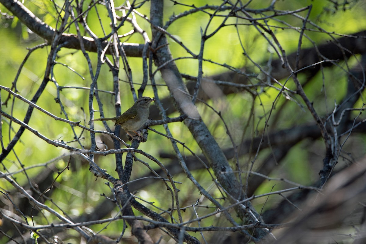 eBird Checklist - 4 Apr 2024 - Bentsen-Rio Grande Val. SP WBC (Mission ...