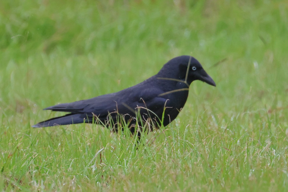 Torresian Crow - Lorix Bertling