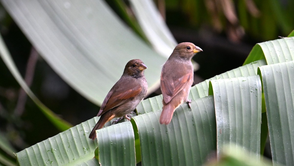 Lesser Antillean Bullfinch - Wayne Wauligman