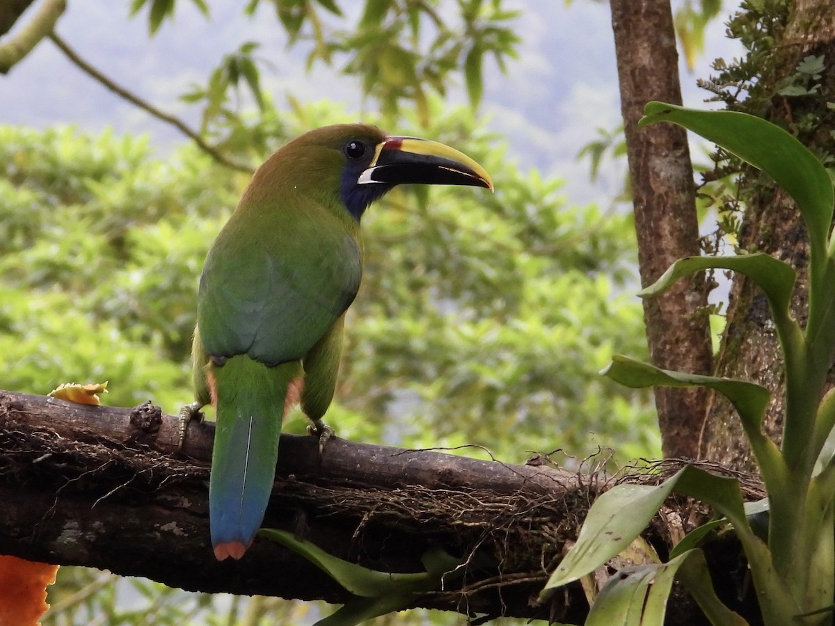Northern Emerald-Toucanet - WS Barbour