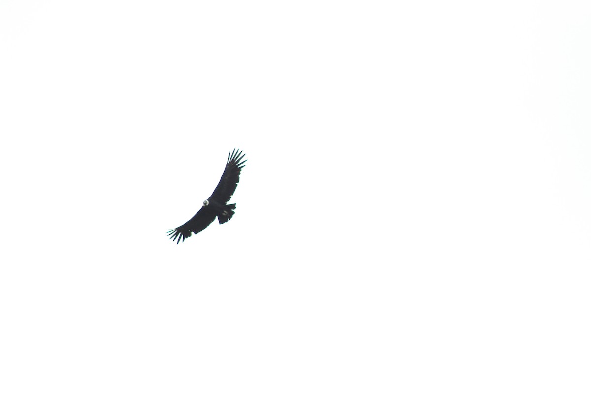 Andean Condor - ML616922916