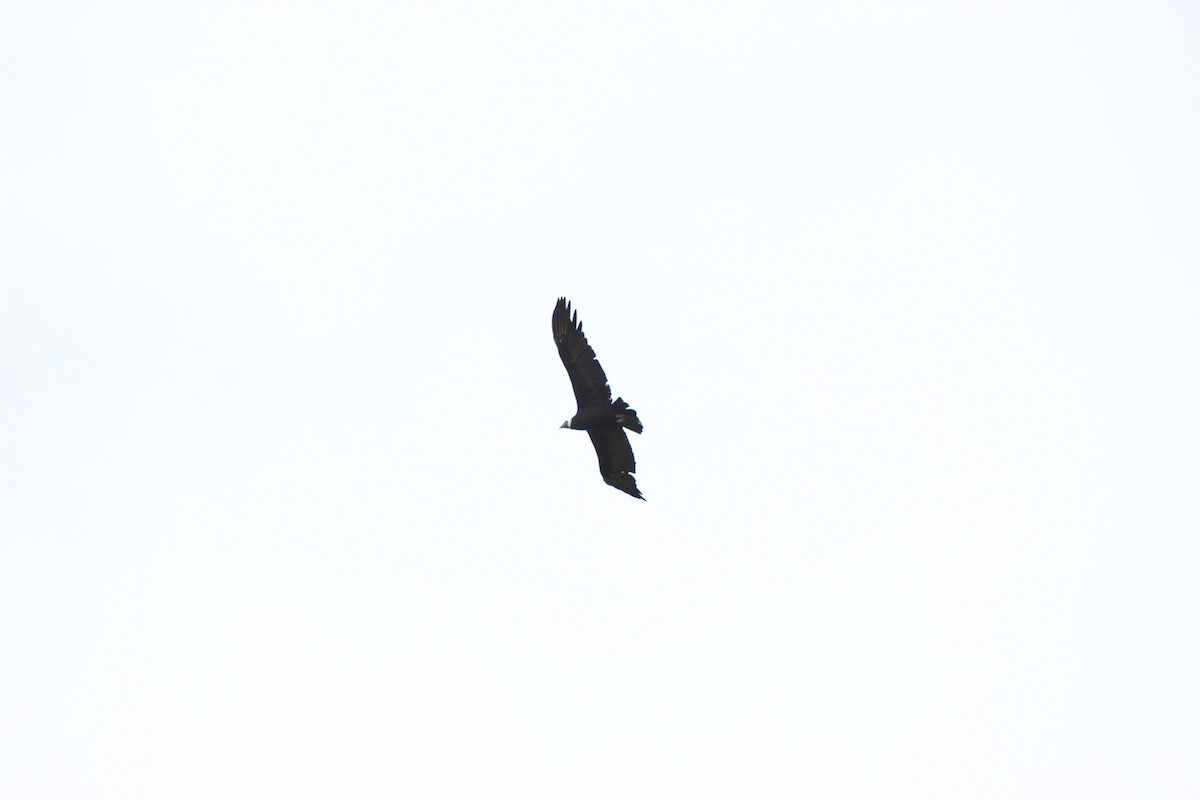 Andean Condor - Micheel Cotrina Fabián