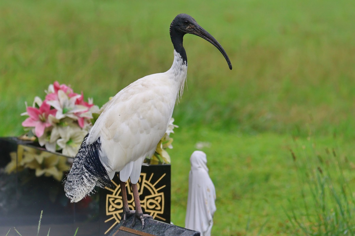 ibis australský - ML616922979