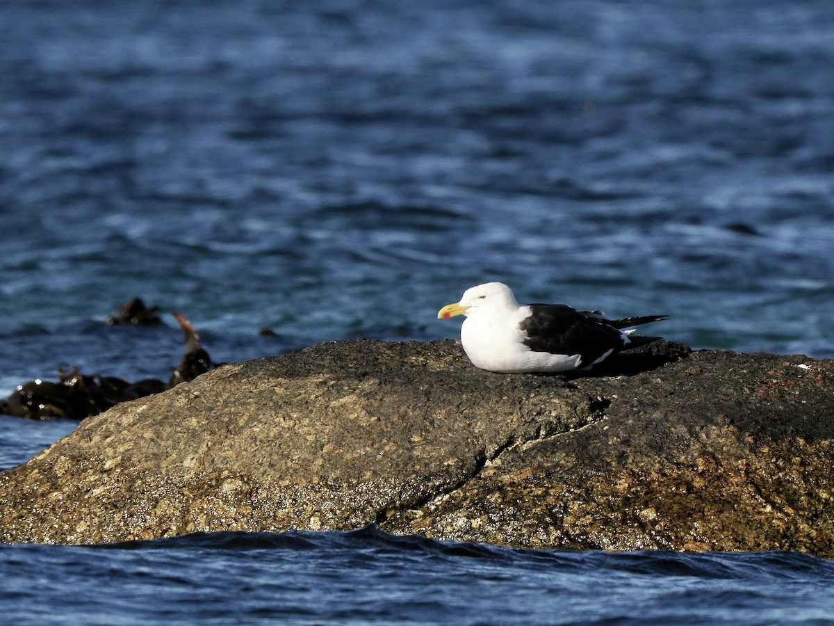 Kelp Gull (vetula) - ML616923085
