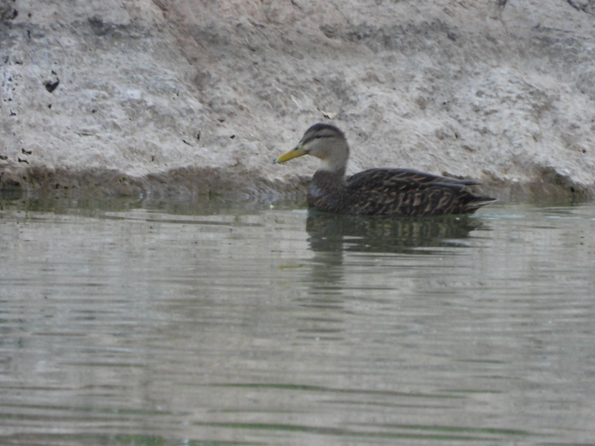 Mexican Duck - ML616923130