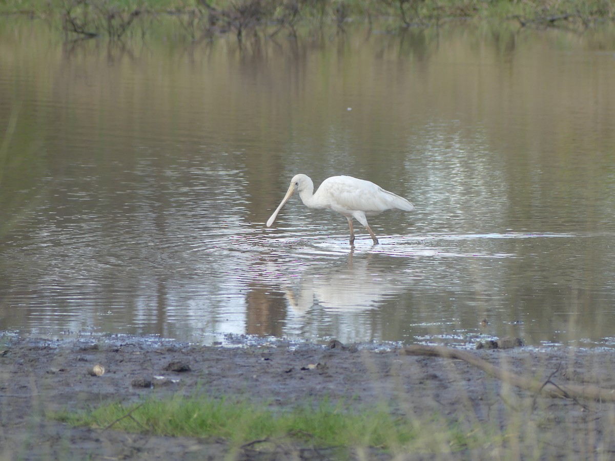 Yellow-billed Spoonbill - Andrew Sides