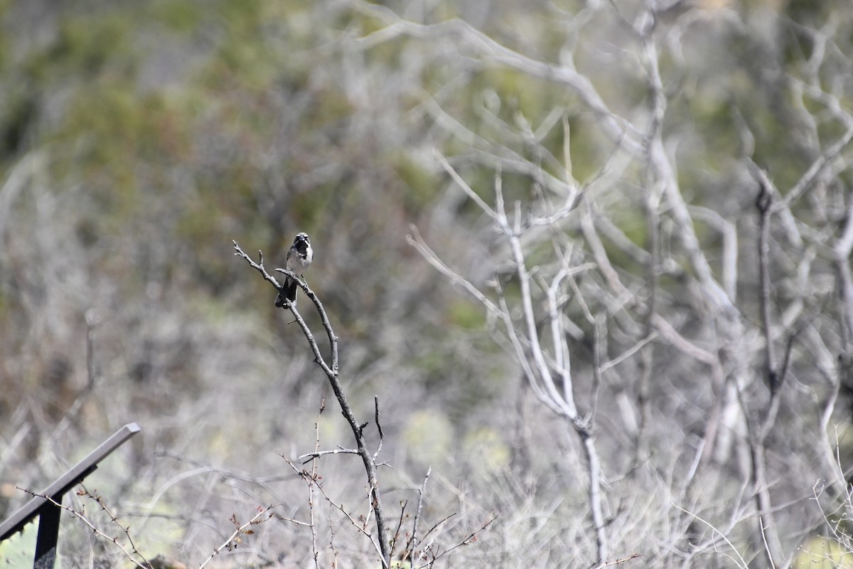 Black-throated Sparrow - ML616923190